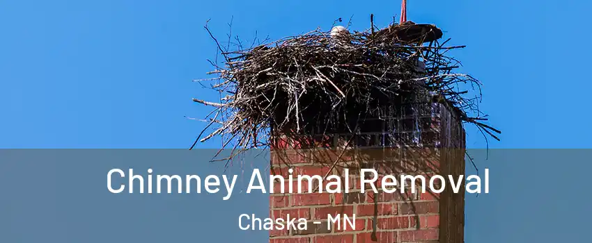 Chimney Animal Removal Chaska - MN