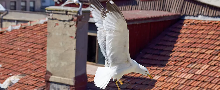 Residential Chimney Animal Removal Solution in Chaska, MN
