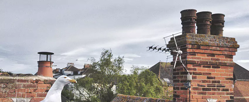 Chimney Cleaning And Restoration in Chaska, Minnesota